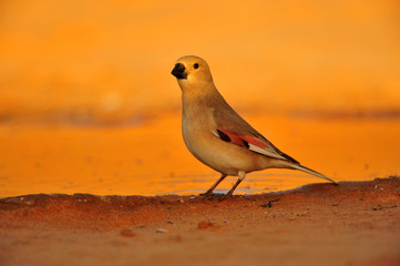 Desert Finch
