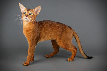 Abyssinian cat on colored backgrounds