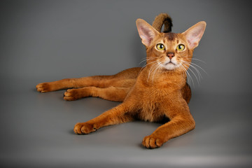 Abyssinian cat on colored backgrounds