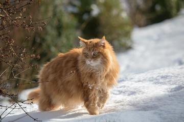 Rote Katze im Schnee