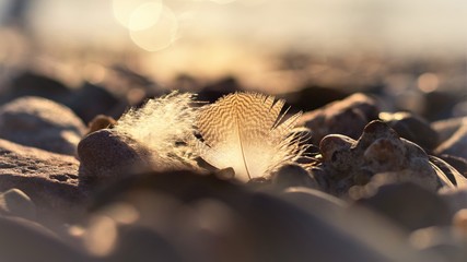 Golden Feathers