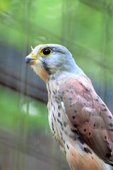 Falcon 