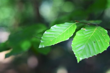 Greeny leaves