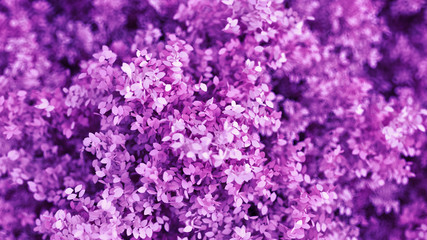 Beautiful purple background with leaves, season of the year. 3d illustration, 3d rendering.