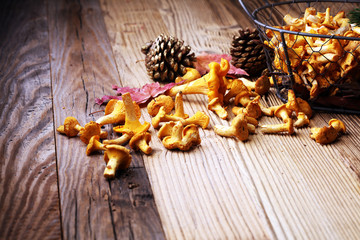 Raw wild chanterelle mushrooms. Composition with wild mushrooms