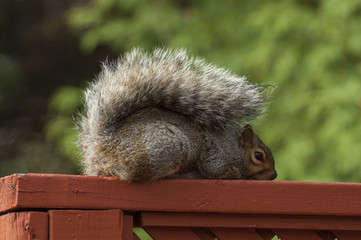 Grey Squirrel