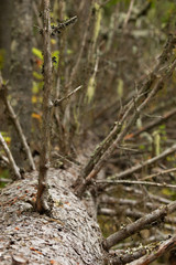 Fallen tree