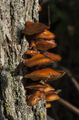Fungus