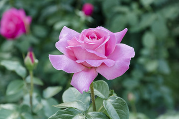 flower of a pink rose in the garden