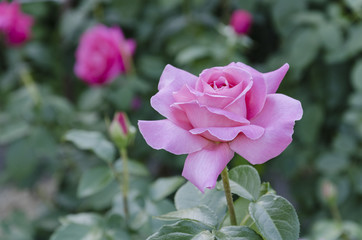 flower of a pink rose in the garden