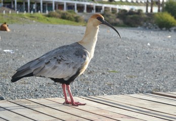 seagull on the beach