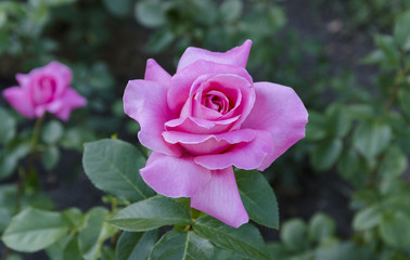 flower of a pink rose in the garden