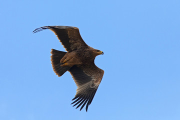 Fototapeta na wymiar flight of the hawk on the background of the blue sky