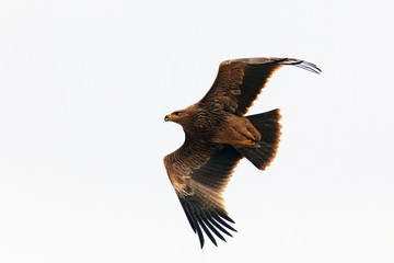 beautiful flight of a hawk in the sky, hawk in isolated white background