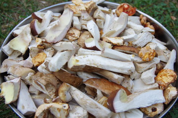 bolets et ceps nettoyés