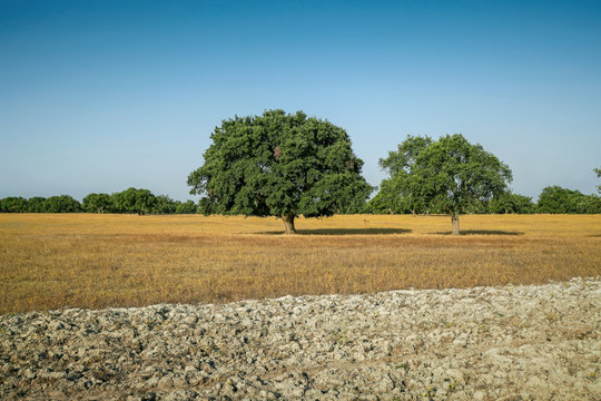 Paisagem Alentejo, sobreiro