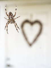 Cross spider hanging in silk thread in front of white door entrance with big brown heart
