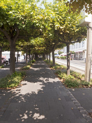 Ein Allee mit Wegen für Fußgänger und Radfahrer am Ufer des Rheins bei Bonn