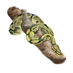 Ball Python or Royal Python. Boa, anaconda. Python regius  isolated on white background. Detailed snake. Watercolor. Illustration. Template. Hand drawn. Clip art.