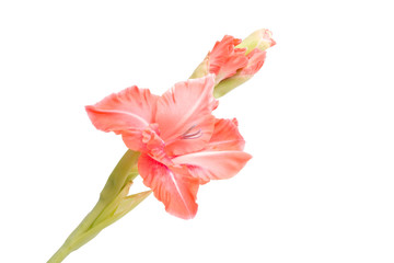 Fototapeta na wymiar beautiful bright pink gladiolus flower isolated on white