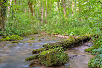 Cheile Nerei - Beusnita. Caras. Romania. Summer in wild Romanian river and forest. Long exposure.
