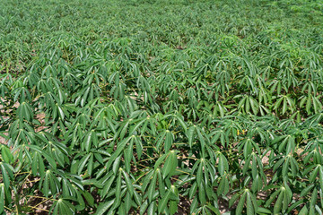 Obraz premium view of potato tree field