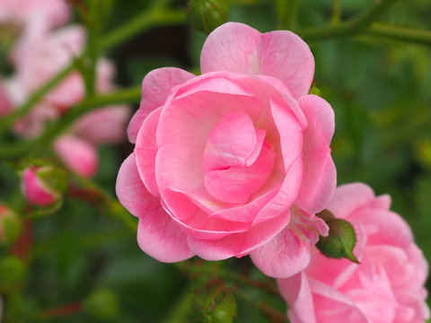Pink beautiful macro flower photo background