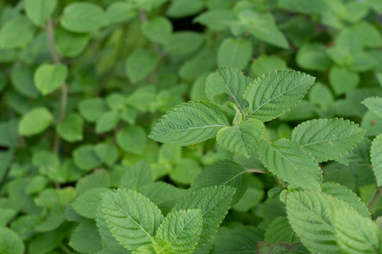 Grass Jelly or Mesona chinensis tree