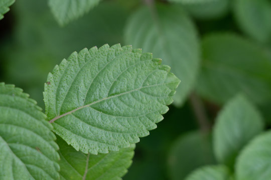 Grass Jelly or Mesona chinensis tree