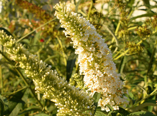 Inflorescence of the white buddleja on a green background. Fragrant beautiful summer flowers.