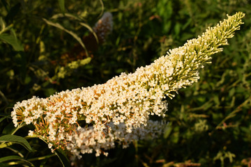 Inflorescence of the white buddleja on a green background. Fragrant beautiful summer flowers.