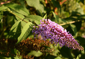 Inflorescence of the pink buddleja on a green background. Fragrant beautiful summer flowers.