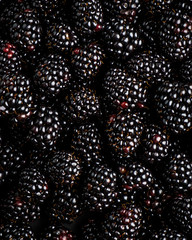 blackberry background