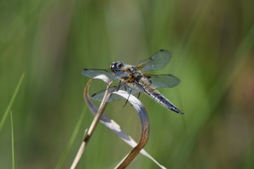 Dragonfly in a natural environment