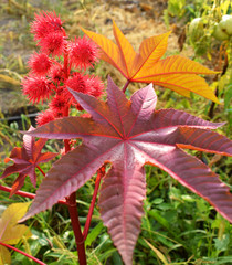 Flowering ricinus communis. Red round original flowers. Carved purple leaves.