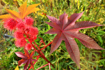 Flowering ricinus communis. Red round original flowers. Carved purple leaves.