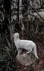 Gato branco com orelhas doentes por fungos