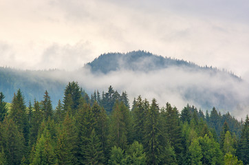 Fog in the forest of pine trees in the mountains. Carpathians Ukraine