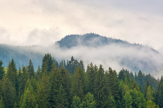 Fototapeta Fog in the forest of pine trees in the mountains. Carpathians Ukraine