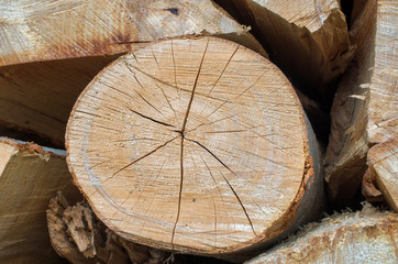 pine log of round shape, close-up