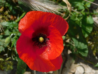 Red or common poppy, or papaver rhoeas