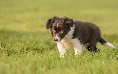 Black and White Border Collie Puppy in Wet Grass Field