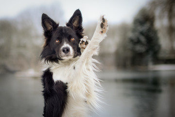 Black and White Border Collie Outdoor in Winter Snow