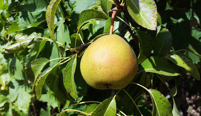 light orange pear and green leaves in garden