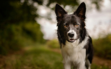 Black and White Border Collie Outdoor in Countryside