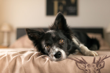 Black and White Border Collie Relaxing on Bed