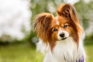 Red and White Papillon Dog in Grass Meadow