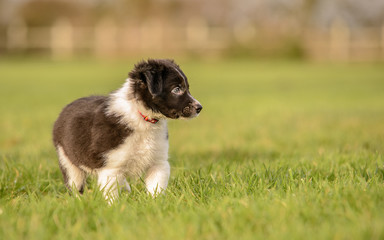 Fototapeta premium Black and White Border Collie Puppy in Wet Grass Field