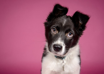 Black and White Border Collie Puppy on Pink Background