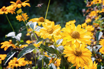 Arnica herb blossoms in autumn.